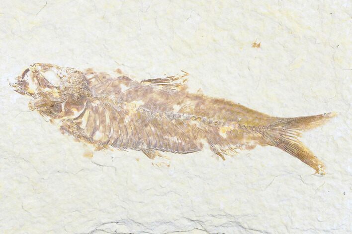 Detailed Fossil Fish (Knightia) - Wyoming #173754